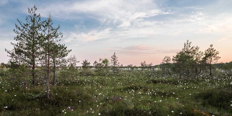 东莞东升红木进阶指南：从家具到工艺品的收藏与鉴赏之道